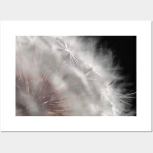 Dandelion “Wishie” Seedhead Posters and Art